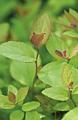 SPIRAEA JAPONICA GOLDEN SUNRISE, SPIRAEA