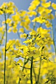 BRASSICA NAPUS OLEIFERA, OILSEED RAPE