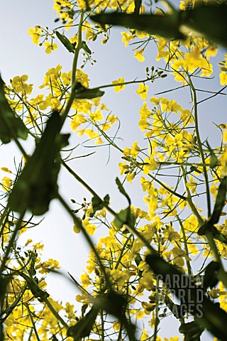 BRASSICA_NAPUS_OLEIFERA_OILSEED_RAPE