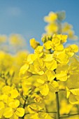 BRASSICA NAPUS OLEIFERA, OILSEED RAPE