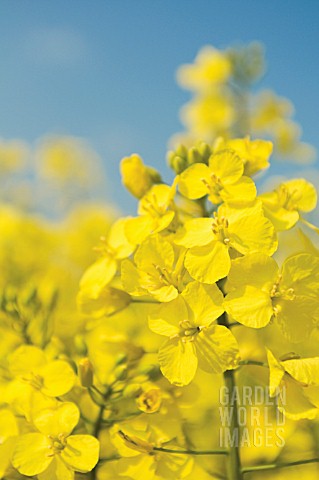 BRASSICA_NAPUS_OLEIFERA_OILSEED_RAPE