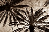 PHOENIX, PALM - DATE PALM