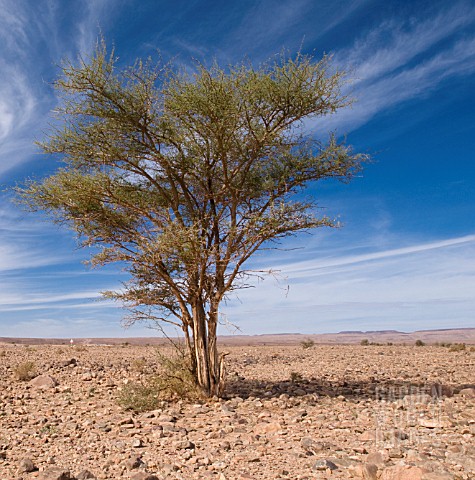 ACACIA_WATTLE_MIMOSA