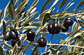 OLEA EUROPEA, OLIVE