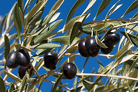 OLEA_EUROPEA_OLIVE