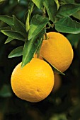 CITRUS SINENSIS, ORANGE