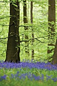 HYACINTHOIDES NON-SCRIPTA, BLUEBELL WOOD