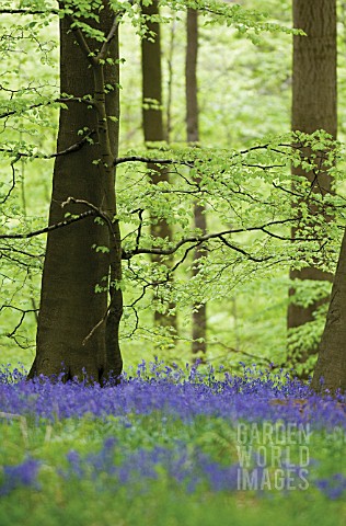 HYACINTHOIDES_NONSCRIPTA_BLUEBELL_WOOD