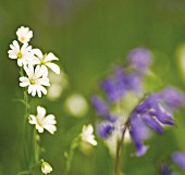 STELLARIA HOLOSTEA, STITCHWORT