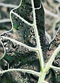 ALOCASIA AMAZONICA, AFRICAN MASK