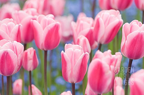 TULIPA_TULIP