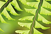 ADIANTUM PEDATUM, MAIDEN HAIR FERN