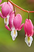 DICENTRA, BLEEDING HEART