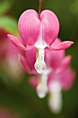 DICENTRA, BLEEDING HEART