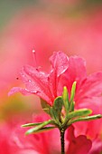 RHODODENDRON, AZALEA