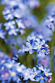 MYOSOTIS, FORGET-ME-NOT