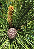 PINUS CONTORTA, PINE - SHORE PINE