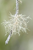 ALETORIA SARMENTOSA, LICHEN - COMMON WITCHS HAIR LICHEN