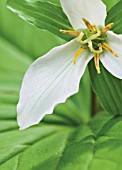 TRILLIUM, TRILLIUM