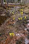 LYSICHITON AMERICANUS, SKUNK CABBAGE