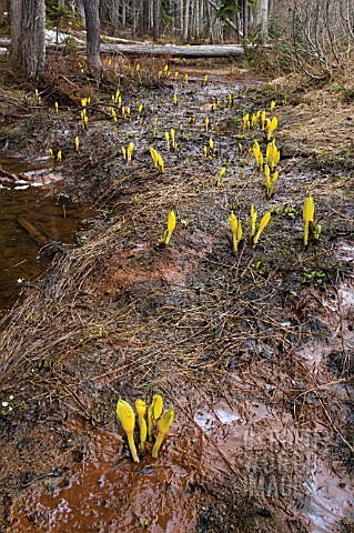 LYSICHITON_AMERICANUS_SKUNK_CABBAGE