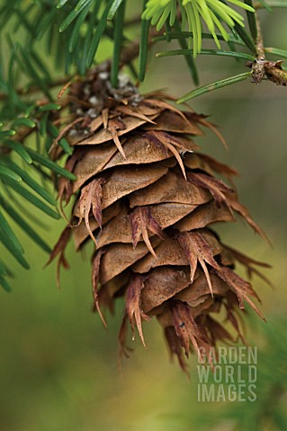 PINUS_ABIES_PICEA_PINE_FIR_SPRUCE