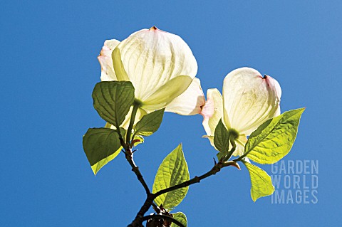 MAGNOLIA_MAGNOLIA