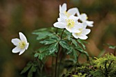 ANEMONE NEMOROSA, ANEMONE