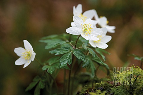 ANEMONE_NEMOROSA_ANEMONE