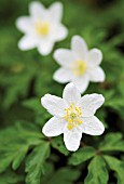 ANEMONE NEMOROSA, ANEMONE