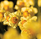 NARCISSUS, DAFFODIL