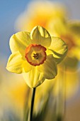 NARCISSUS, DAFFODIL