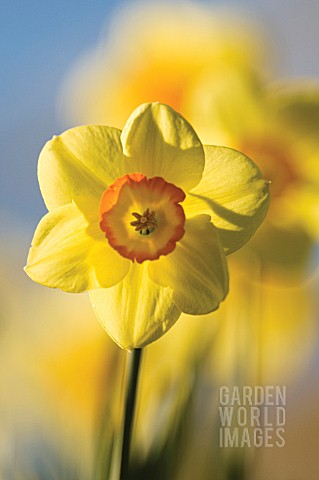 NARCISSUS_DAFFODIL