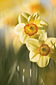 NARCISSUS, DAFFODIL