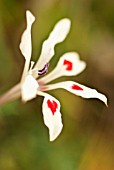 PELARGONIUM ALCHEMILLOIDES, PELARGONIUM