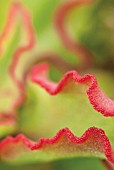 COTYLEDON ORBICULATA, ROUNDLEAFED NAVELWORT