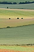 PAPAVER RHOEAS, POPPY FIELD