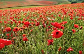 PAPAVER RHOEAS, POPPY FIELD