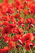 PAPAVER RHOEAS, POPPY FIELD