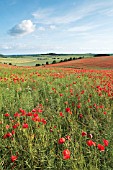 PAPAVER RHOEAS, POPPY FIELD