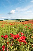 PAPAVER RHOEAS, POPPY FIELD