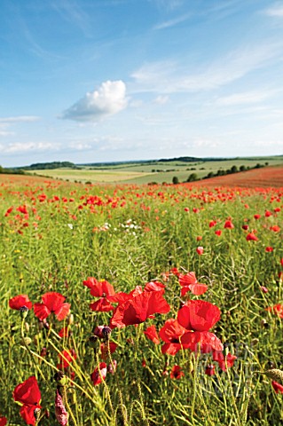 PAPAVER_RHOEAS_POPPY_FIELD