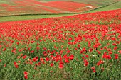 PAPAVER RHOEAS, POPPY FIELD