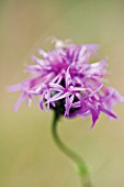 CENTAUREA SCABIOSA, GREATER KNAPWEED