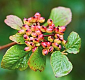 VIBURNUM LANTANA, WAYFARING TREE