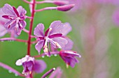 CHAMERION AUGUSTIFOLIUM, ROSEBAY WILLOWHERB