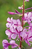 CHAMERION AUGUSTIFOLIUM, ROSEBAY WILLOWHERB