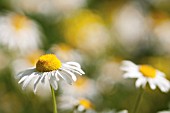 LEUCANTHEMUM VULGARE, DAISY OXEYE DAISY