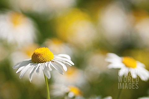 LEUCANTHEMUM_VULGARE_DAISY_OXEYE_DAISY