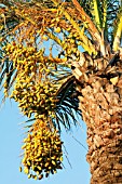 PHOENIX, PALM DATE PALM